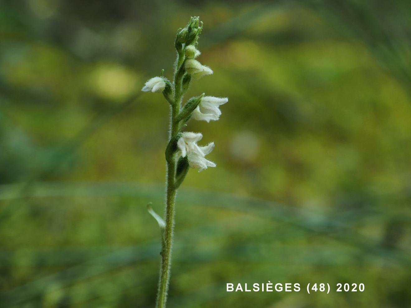 Lady's Tresses, Creeping